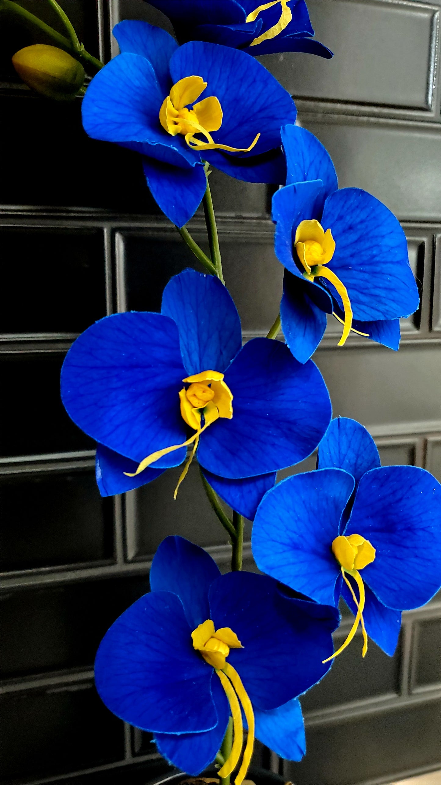 Amal – Eternal Orchids