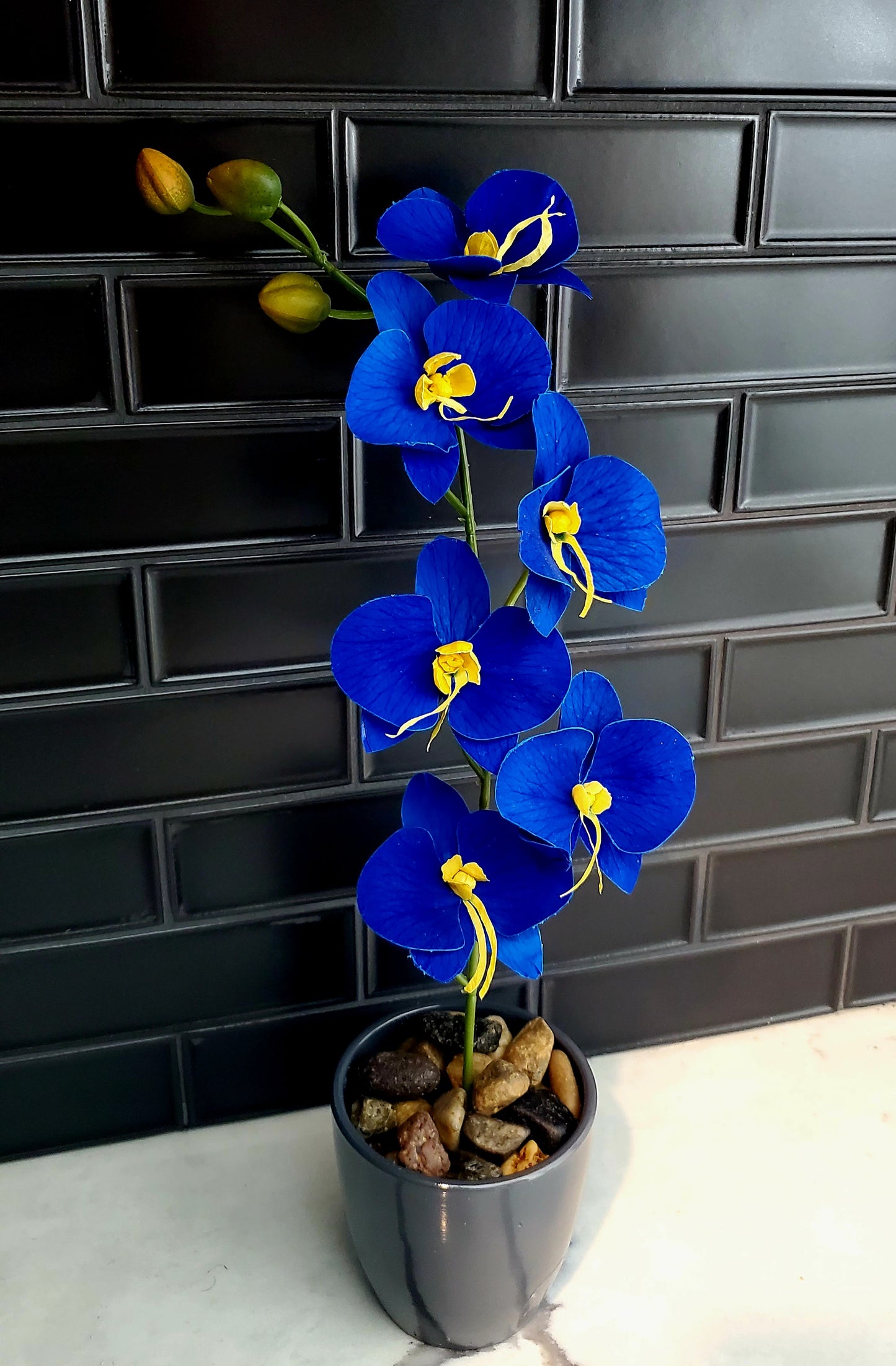 Amal – Eternal Orchids