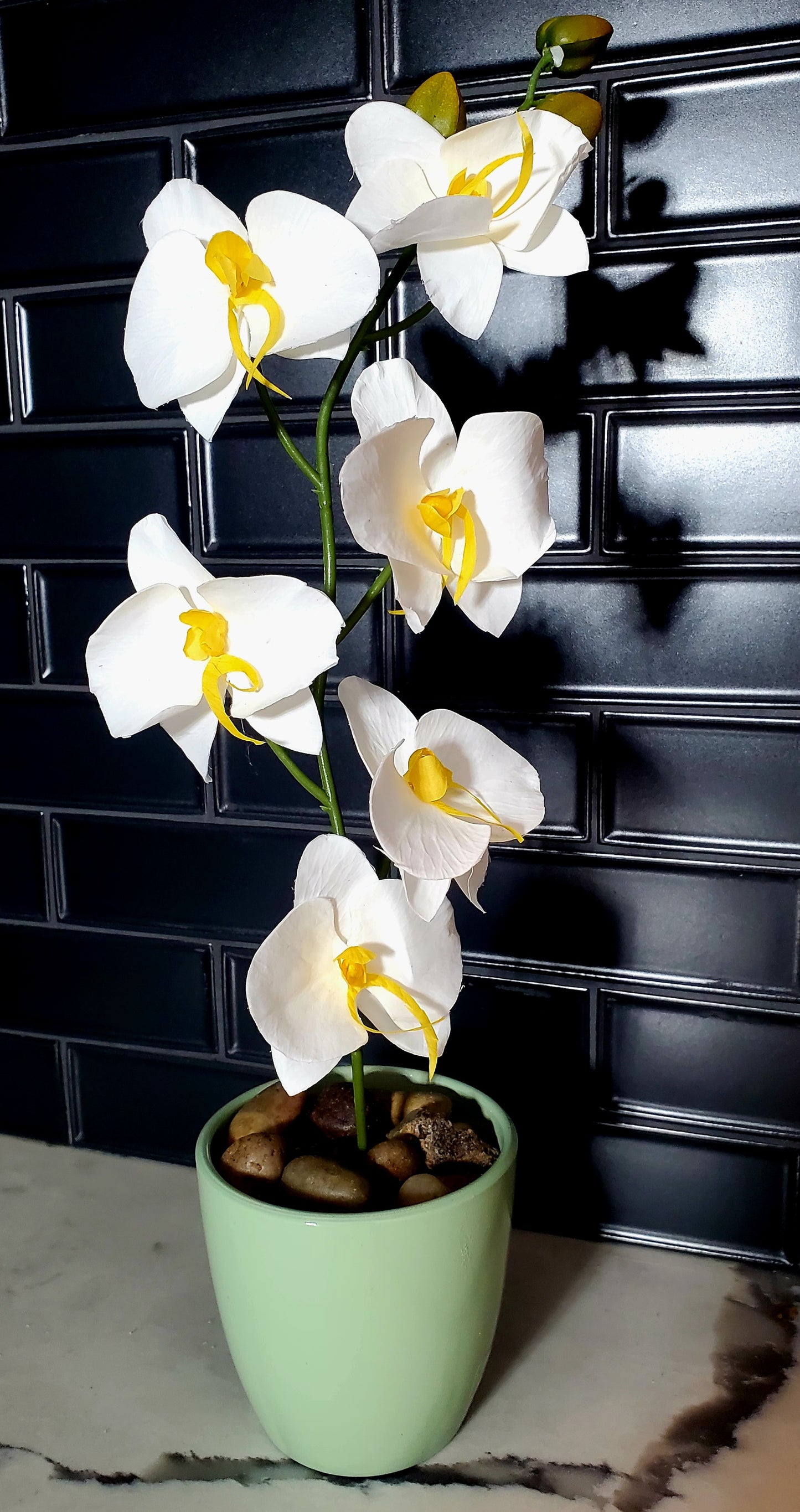 Amal – Eternal Orchids