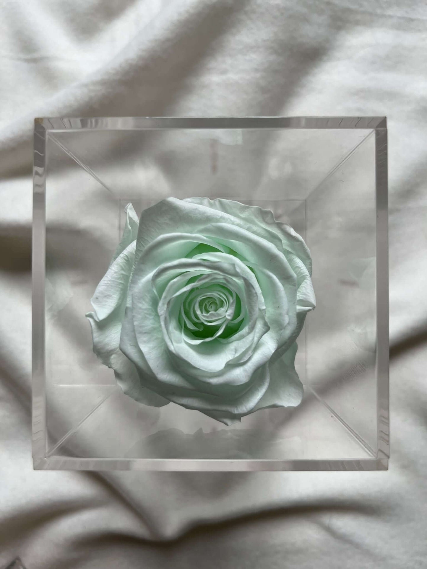 La Soltera – 1 single eternal rose