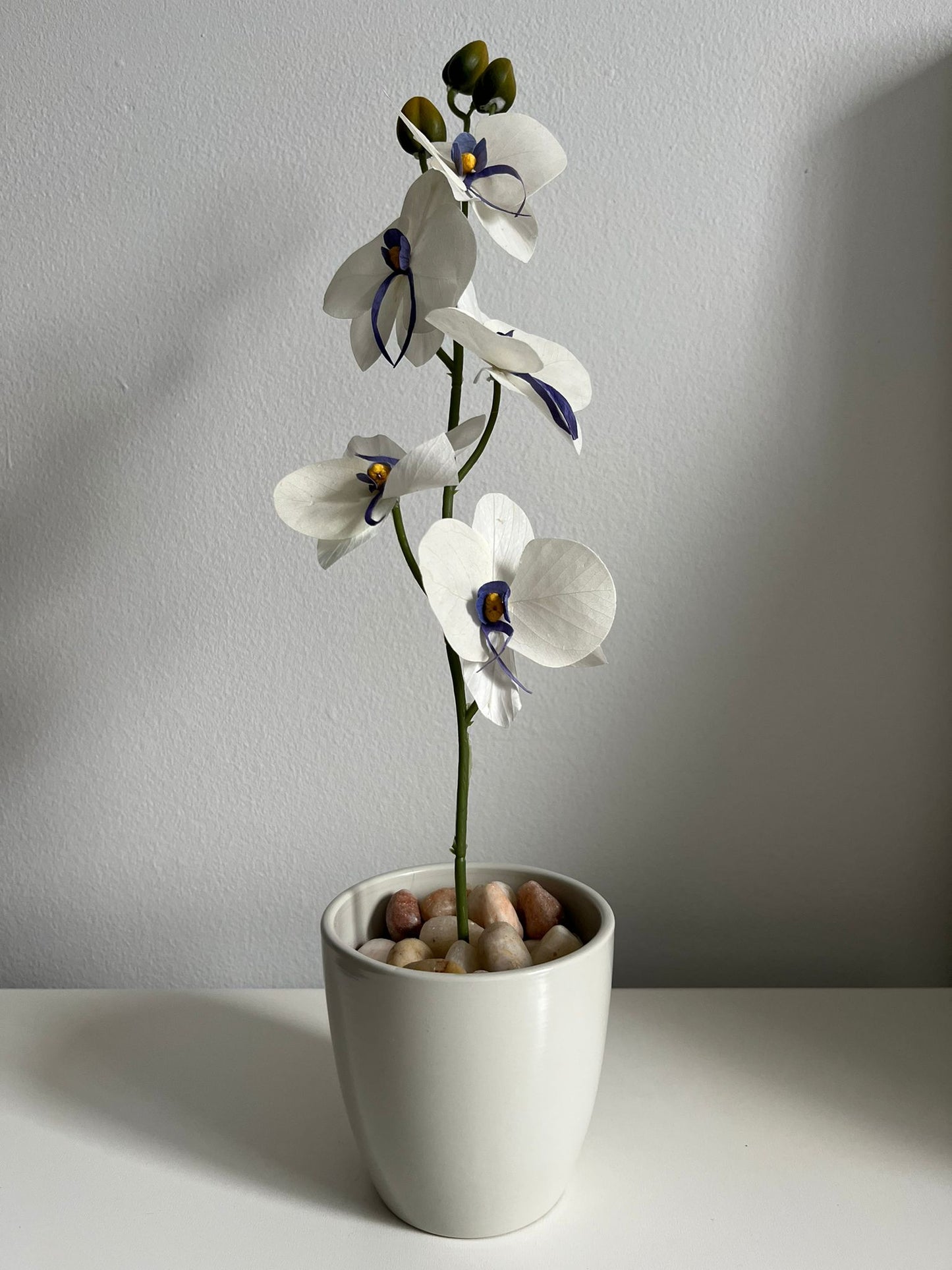 Amal – Eternal Orchids