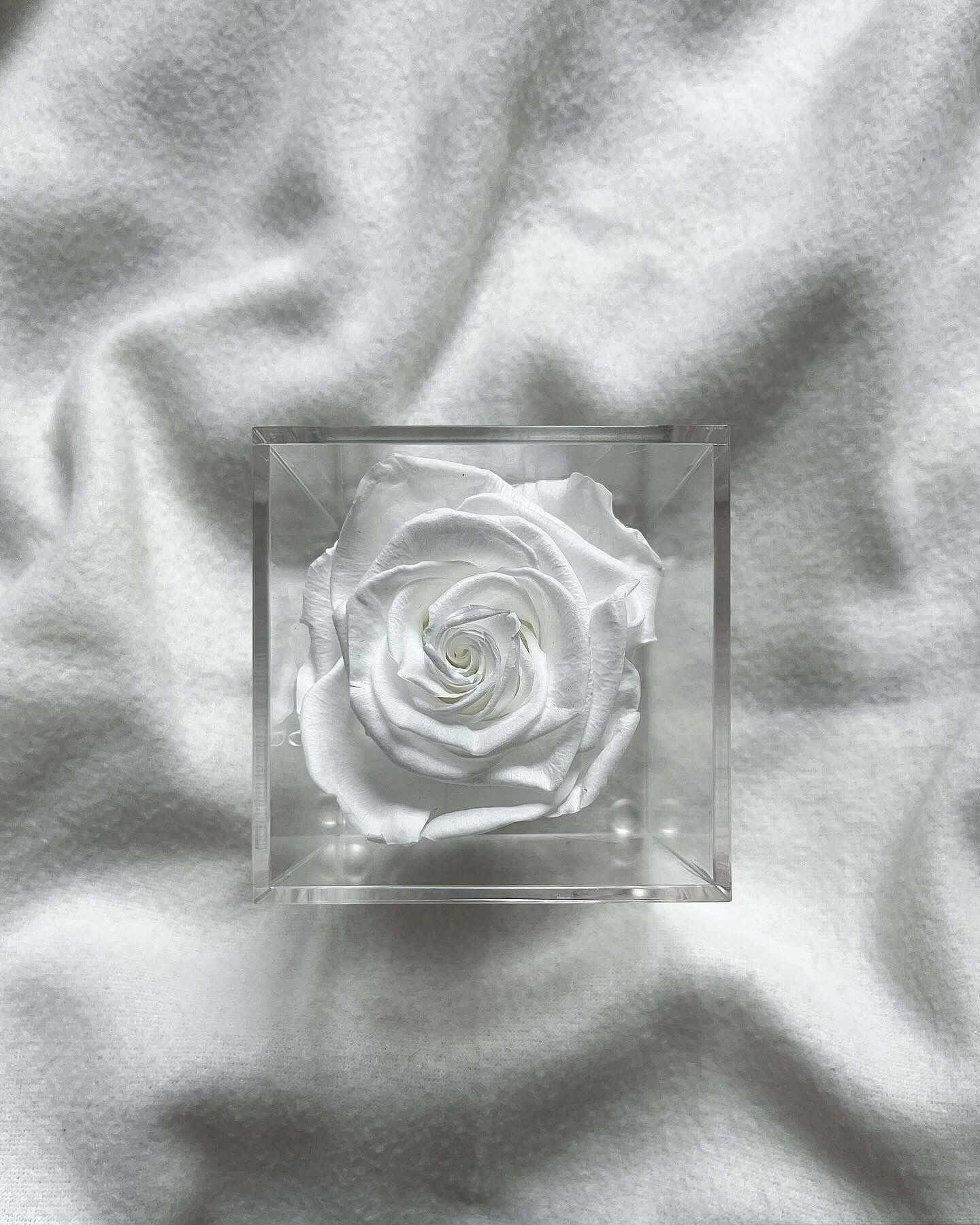 La Soltera – 1 single eternal rose