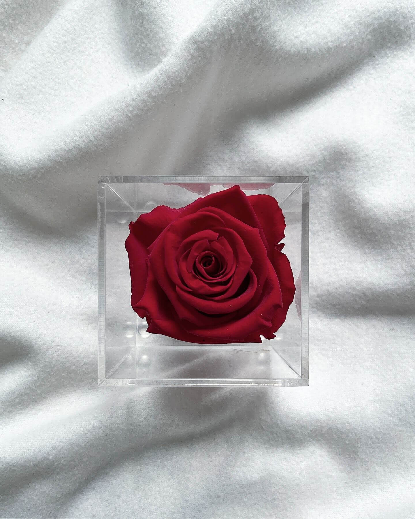 La Soltera – 1 single eternal rose