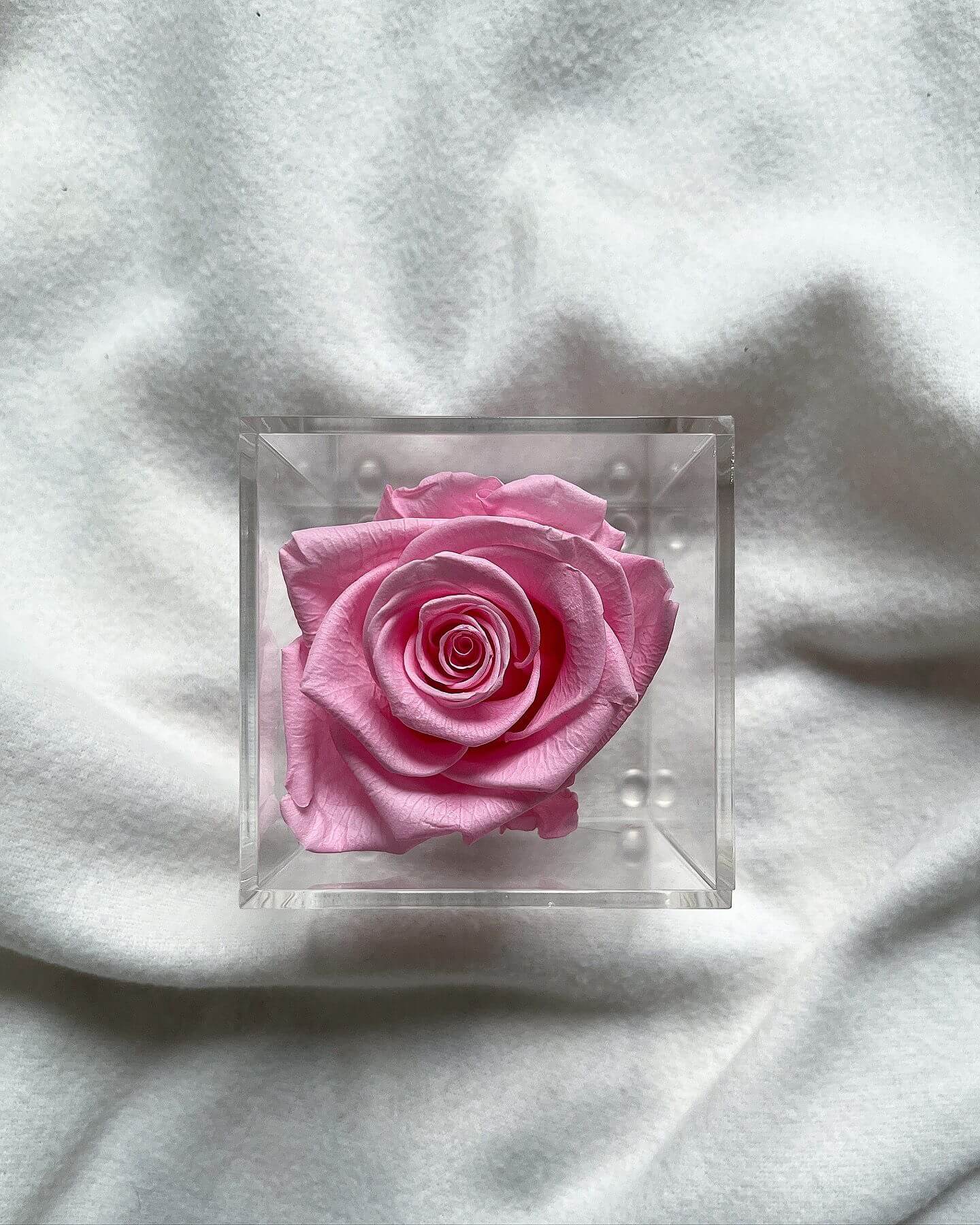 La Soltera – 1 single eternal rose