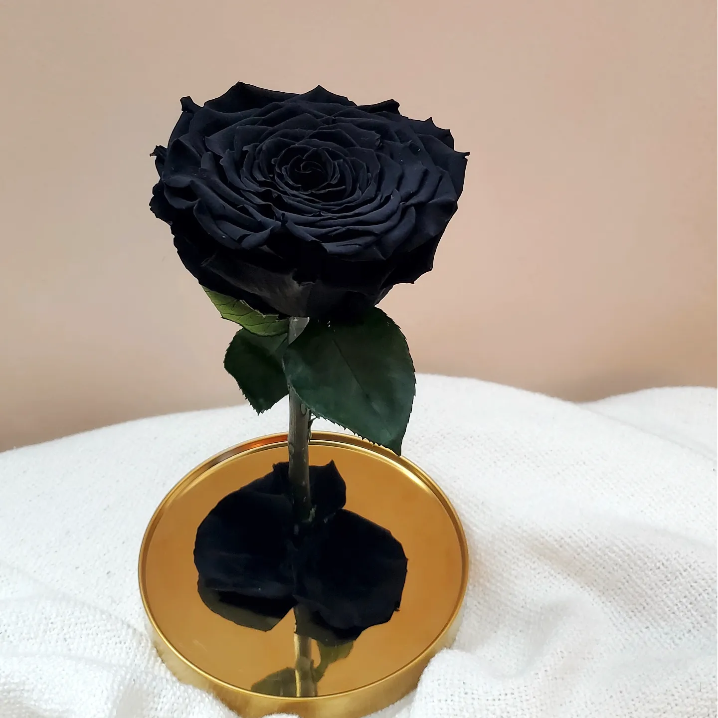 Beauty & the Beast - XXL Rose