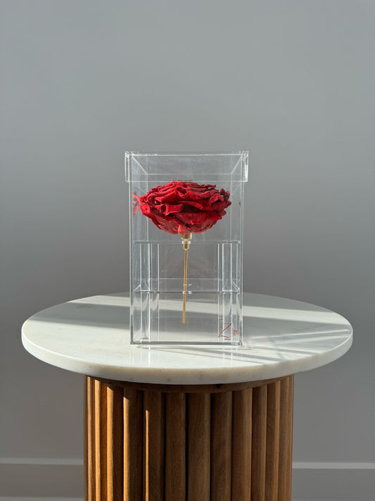 Zahrati – 1 XXL Rose