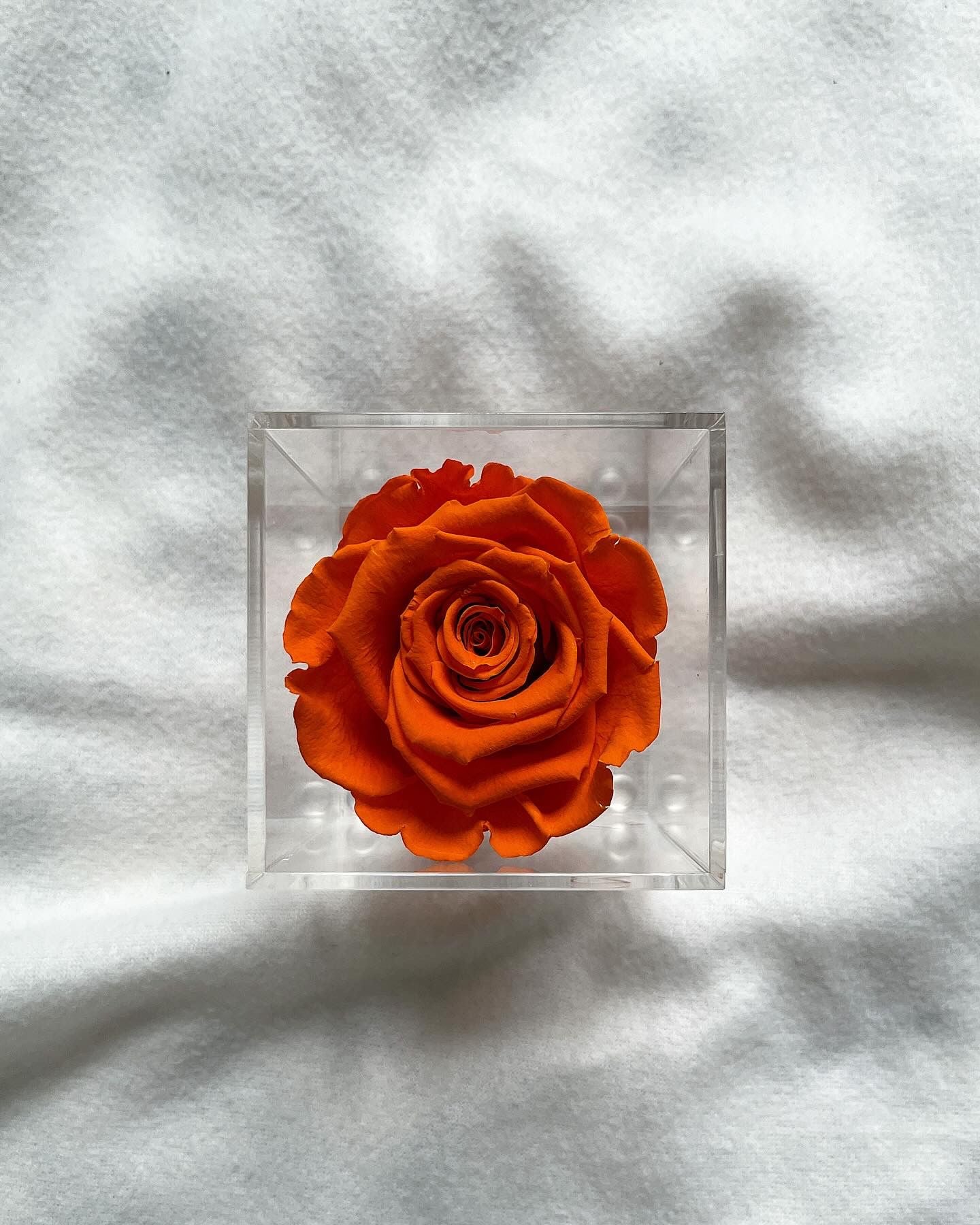 La Soltera – 1 single eternal rose