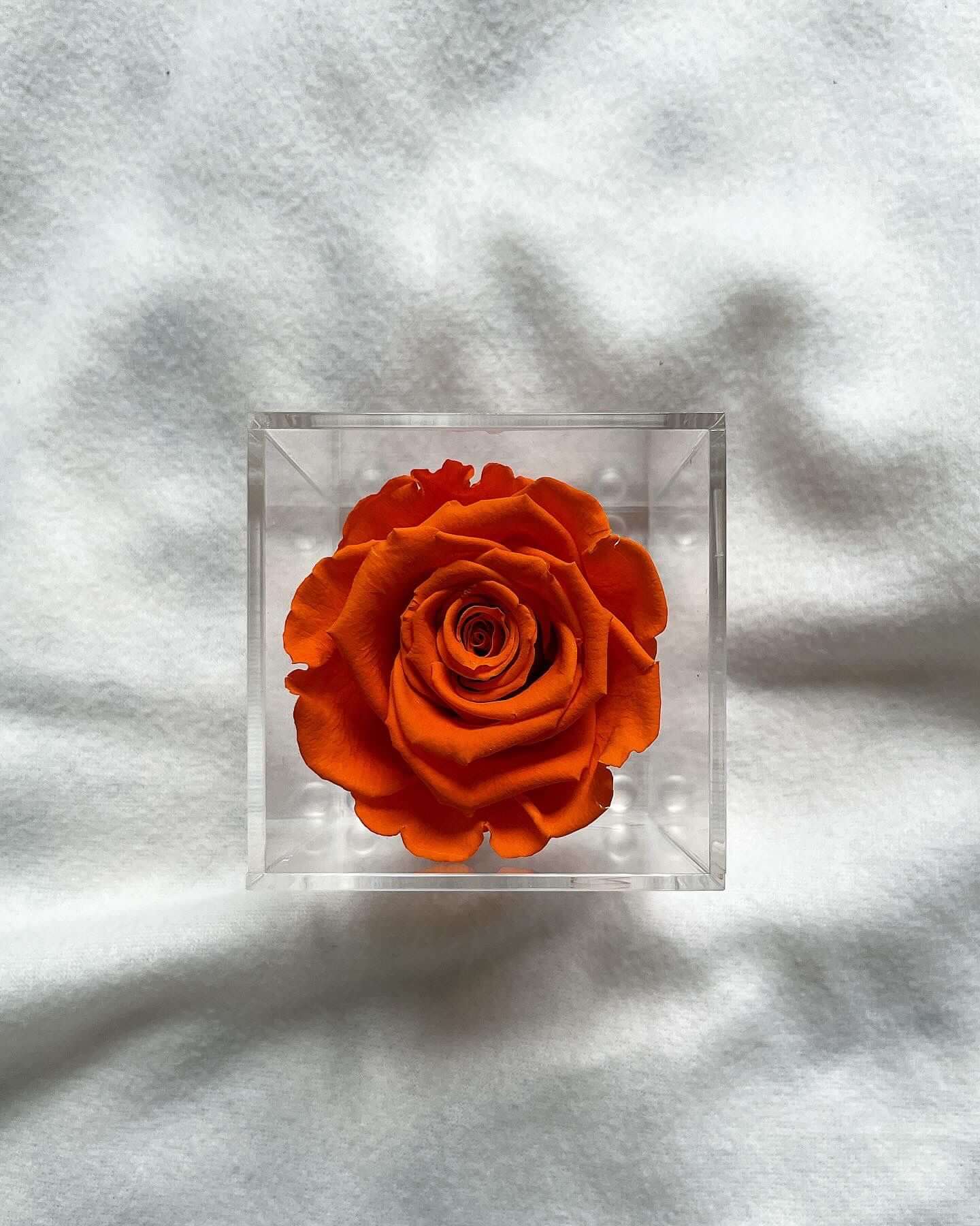 La Soltera – 1 single eternal rose