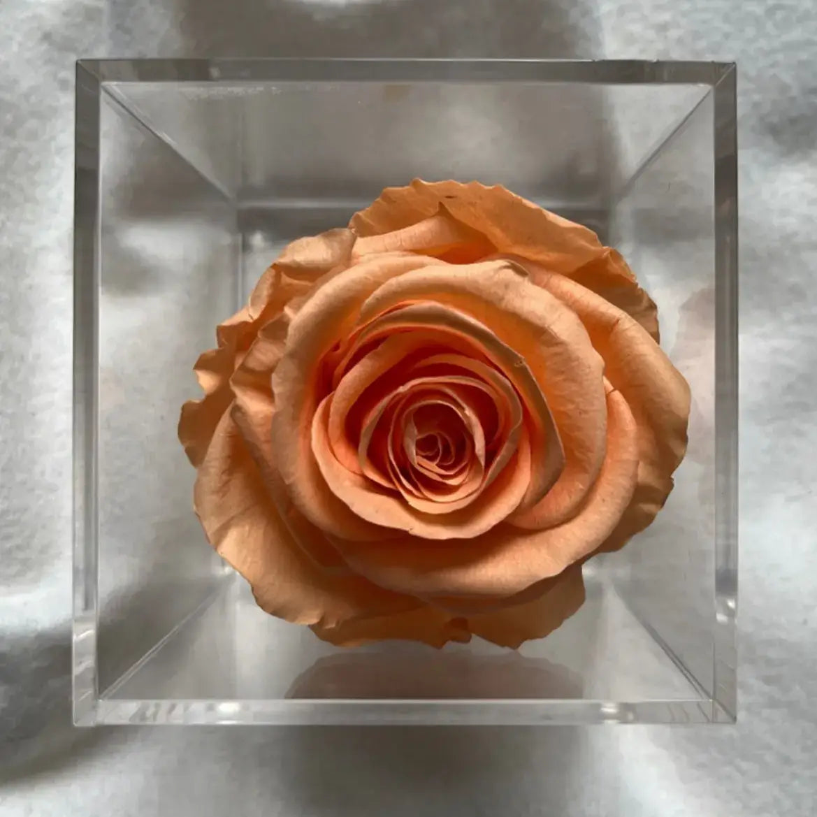 La Soltera – 1 single eternal rose