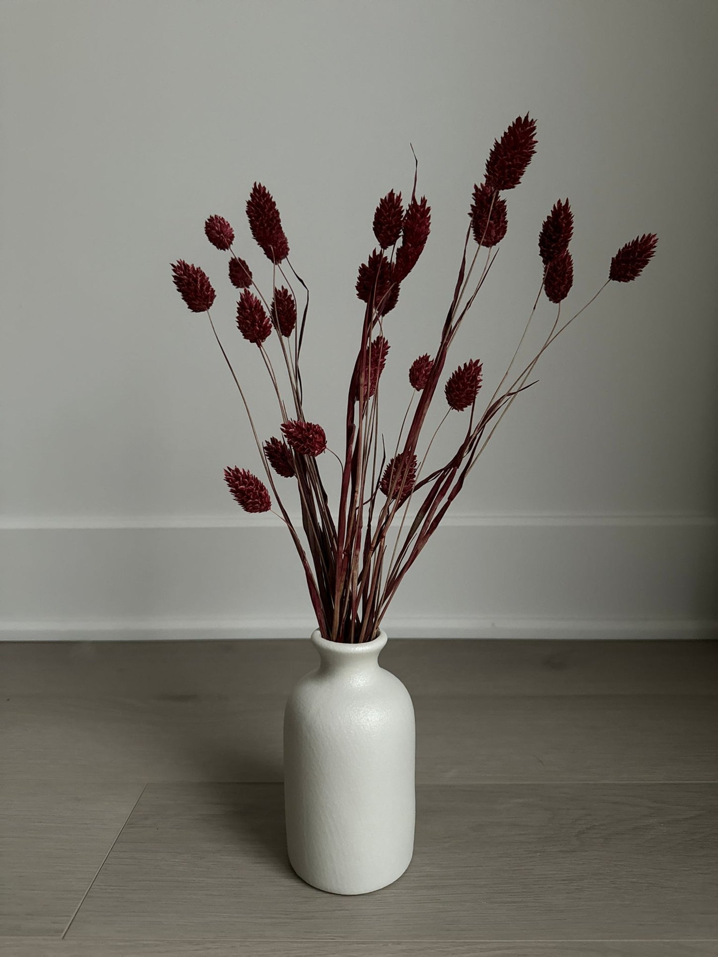 Dried Phalaris